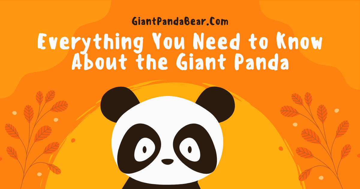 Everything You Need to Know About the Giant Panda