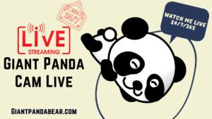 Giant Panda Cam Live