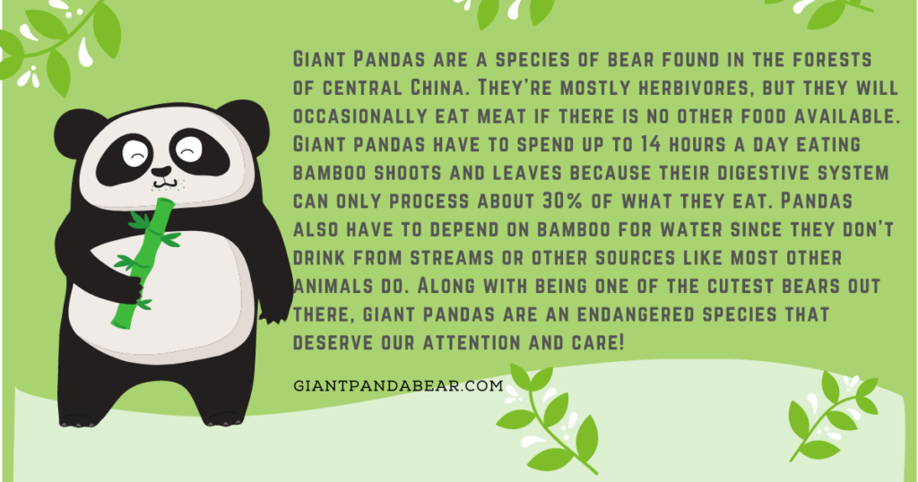 Giant pandas facts