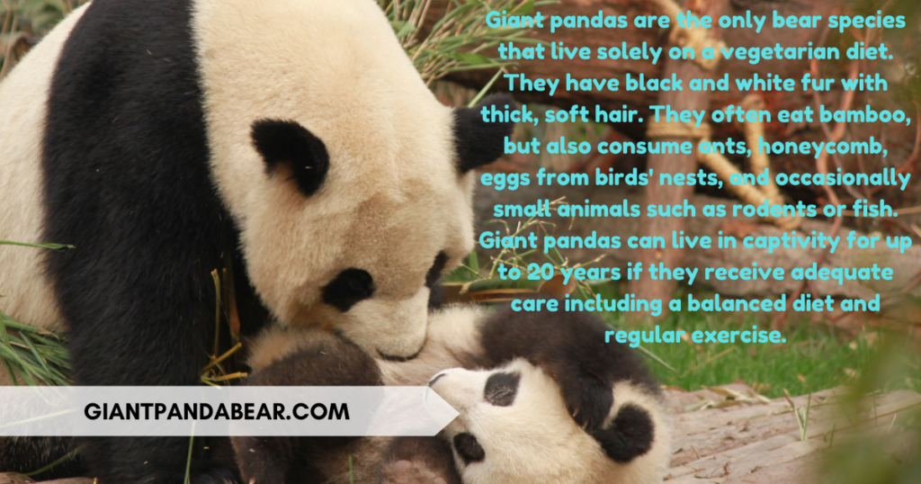 interesting facts about giant pandas