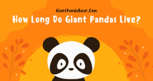 How Long Do Giant Pandas Live?